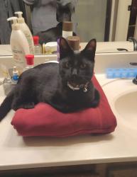 Lost Male Cat last seen Scisortail landing neighborhood, Oklahoma County, OK 73012