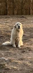 Reunited Male Dog last seen I-25 exit 39, Cheyenne, WY 82009