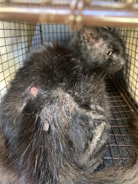 Shelter Stray Female Cat last seen Near BLK LOCUST AVE. LONG BEACH CA 90813, Long Beach, CA 90815