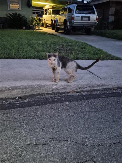 Shelter Stray Male Cat last seen Near BLOCK SACRAMENTO, San Antonio, TX 78227