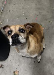 Found/Stray Male Dog last seen Sonoma ranch , Las Cruces, NM 88011
