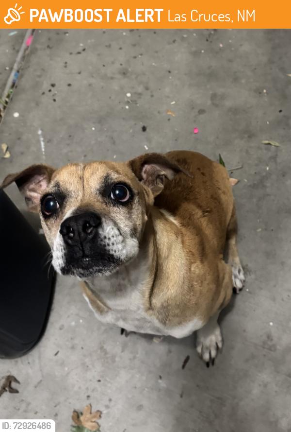 Found/Stray Male Dog last seen Sonoma ranch , Las Cruces, NM 88011