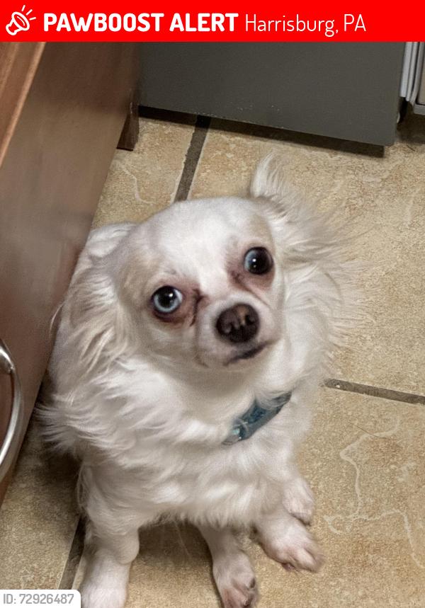 Lost Female Dog last seen Rookies , Harrisburg, PA 17104