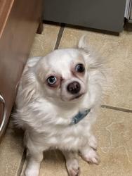 Lost Female Dog last seen Rookies , Harrisburg, PA 17104