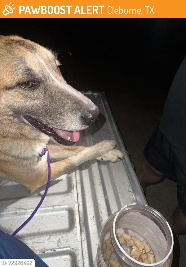 Found/Stray Male Dog last seen Shady Creek and Westhill, Cleburne, TX 76033