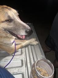 Found/Stray Male Dog last seen Shady Creek and Westhill, Cleburne, TX 76033