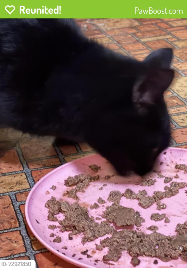 Reunited Male Cat last seen Near Prospect St. off of Pearce Rd., Swansea, MA 02777