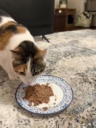 Reunited Female Cat last seen Fig Branch and Jack Pine, Clover, SC 29710