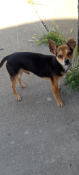 Lost Male Dog last seen Oak St apmts by airport ave in Stockton ca , Stockton, CA 95205