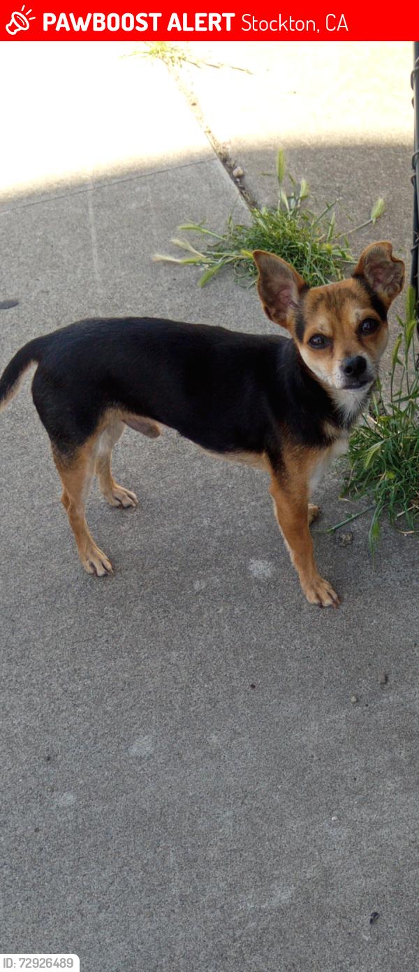 Lost Male Dog last seen Oak St apmts by airport ave in Stockton ca , Stockton, CA 95205
