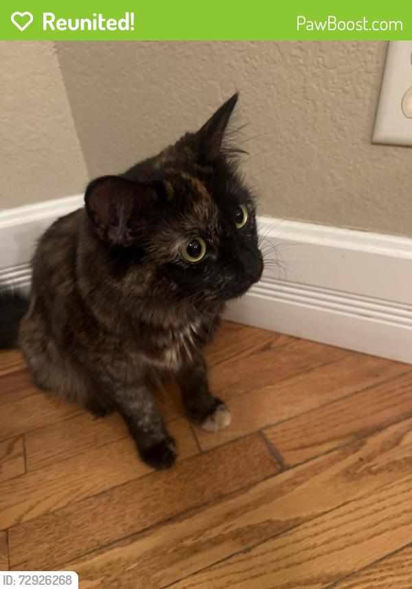 Reunited Female Cat last seen 20th st and 79th ave , Greeley, CO 80634