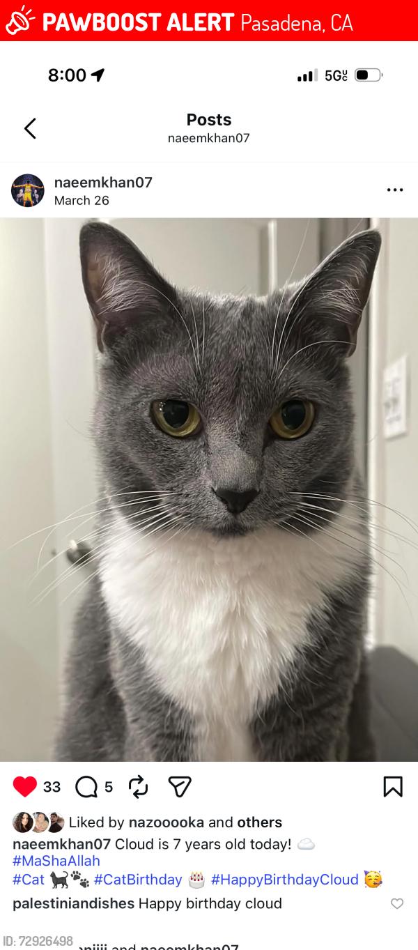 Lost Female Cat last seen Hill & Del Mar, Pasadena, CA 91106