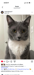 Lost Female Cat last seen Hill & Del Mar, Pasadena, CA 91106