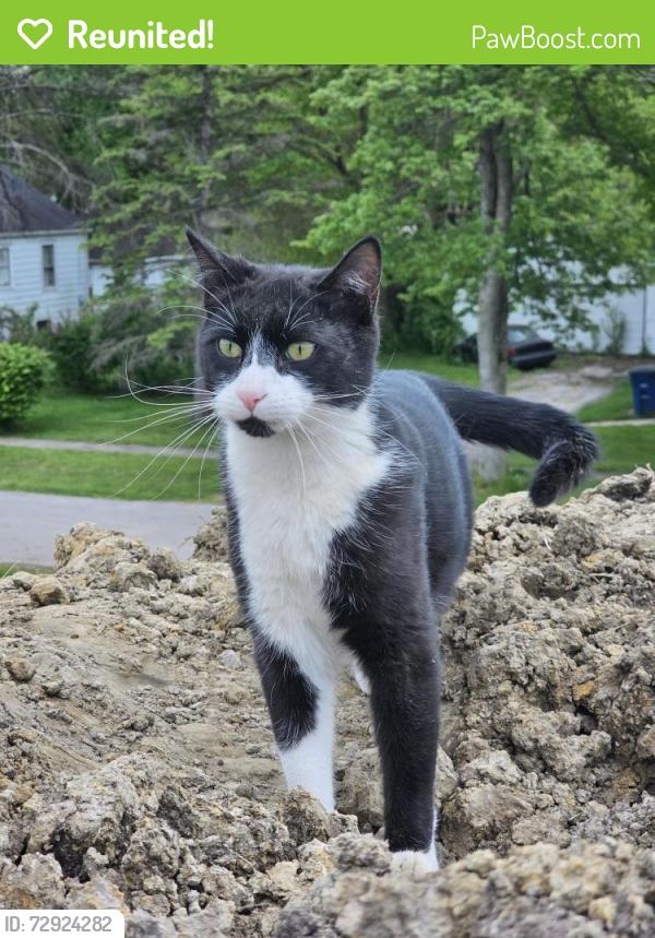 Reunited Male Cat last seen Dorr St and Holland Sylvania, Toledo, OH 43615
