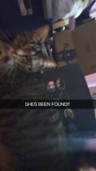 Reunited Female Cat last seen Fulton-lucas, Swanton, OH 43558