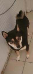 Reunited Male Dog last seen Near NW 3rd Ct, Miami, FL 33169, USA, Miami, FL 33169