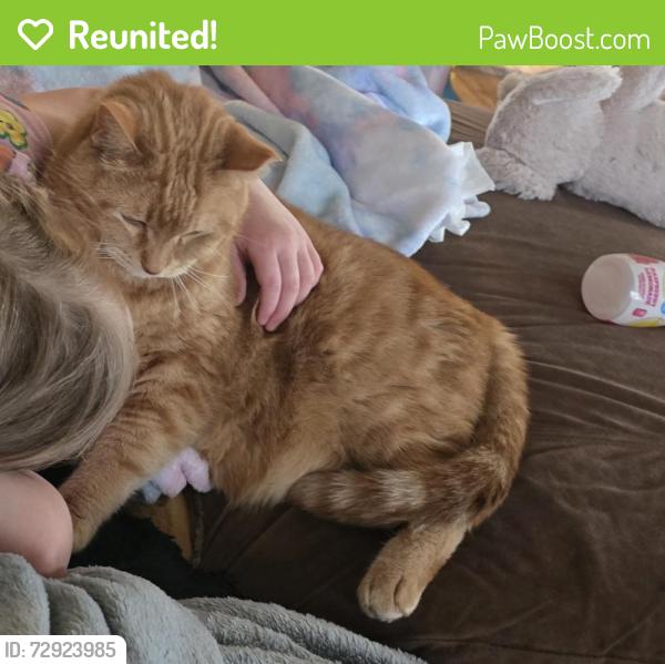 Reunited Male Cat last seen Washington and Ohio , Racine, WI 53405