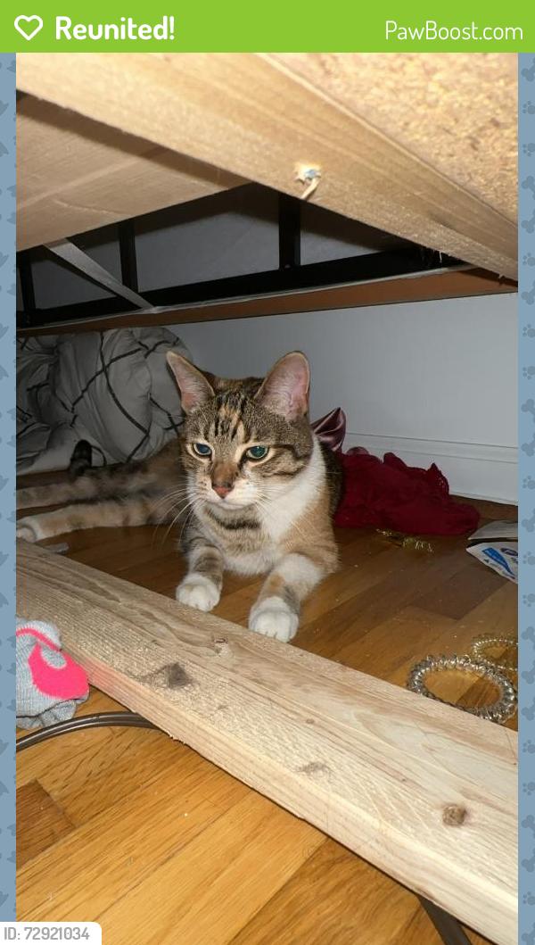 Reunited Female Cat last seen Sylvania and Talmadge , Toledo, OH 43623