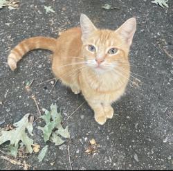 Reunited Female Cat last seen Smokerise subdivision, Auburn, GA 30011