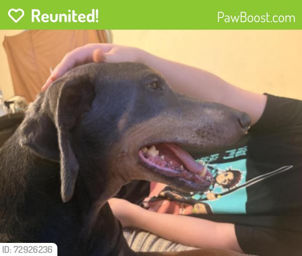 Reunited Female Dog last seen Scenery Dr, Allegheny County, PA 15037