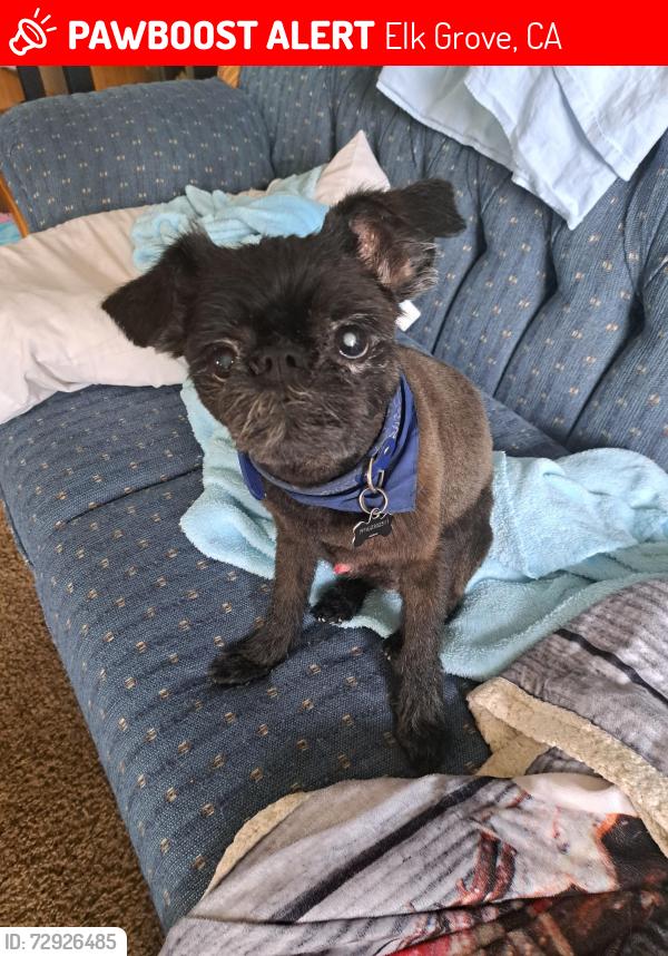 Found/Stray Male Dog last seen East Stockton Blvd, Elk Grove, CA 95624