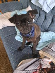 Found/Stray Male Dog last seen East Stockton Blvd, Elk Grove, CA 95624