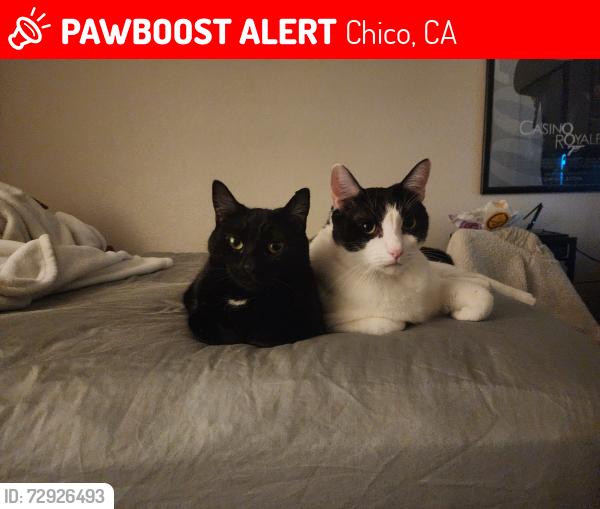 Lost Female Cat last seen Near Forest Ave apmts , Chico, CA 95928