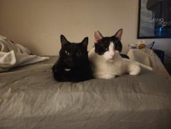 Lost Female Cat last seen Near Forest Ave apmts , Chico, CA 95928