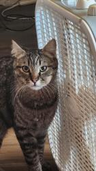 Reunited Male Cat last seen Skylark Dr, Bend, OR 97702