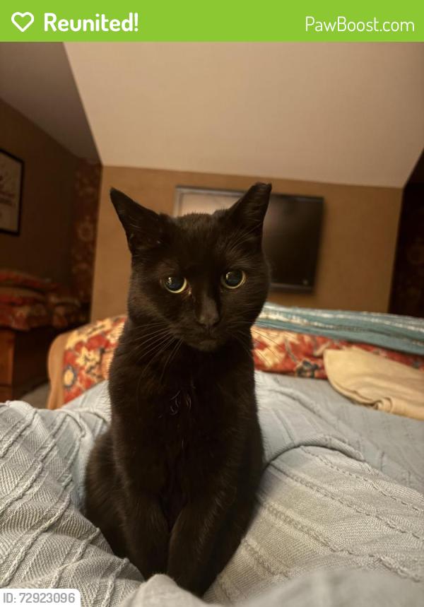 Reunited Female Cat last seen Between 1st and 2nd avenues backs up to Maryland Ave, Rehoboth Beach, DE 19971