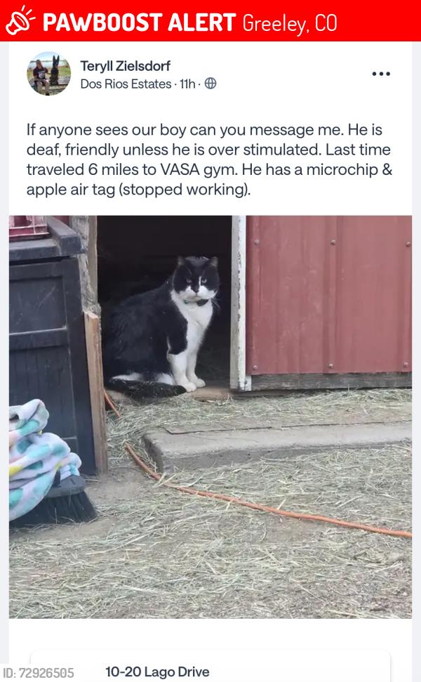 Lost Male Cat last seen Dos rios neighborhood, Greeley, CO 80634