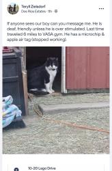 Lost Male Cat last seen Dos rios neighborhood, Greeley, CO 80634