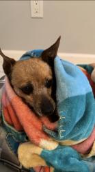 Reunited Female Dog last seen Unser, Albuquerque, NM 87121