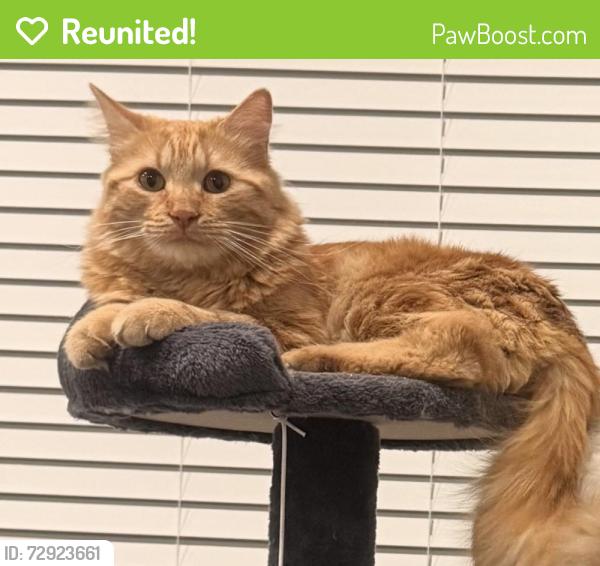 Reunited Male Cat last seen Kenwood st, Mesa, AZ 85213