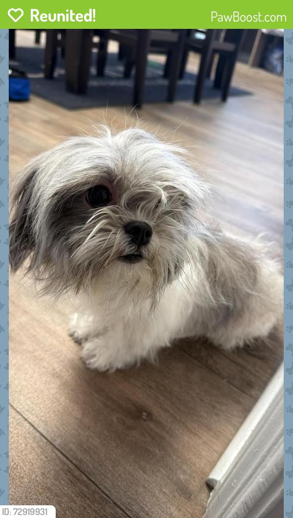 Reunited Female Dog last seen Camden apmts, Chula Vista, CA 91913