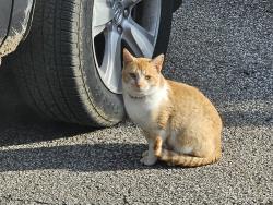 Found/Stray Male Cat last seen W 10th cherry, Erie, PA 16502