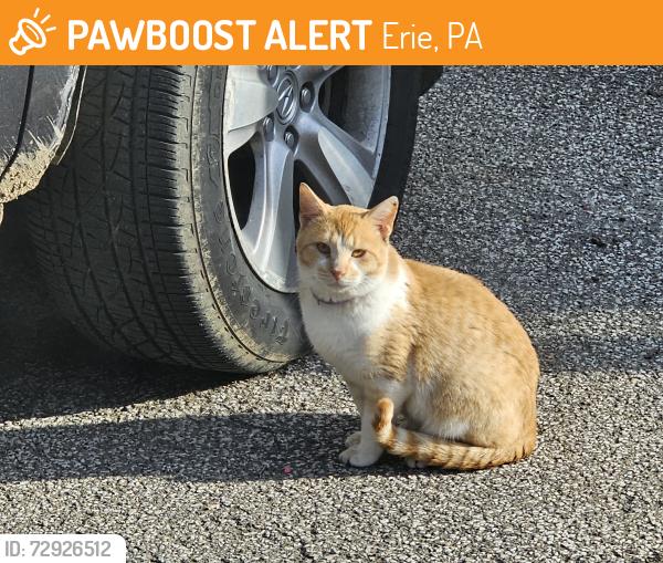 Found/Stray Male Cat last seen W 10th cherry, Erie, PA 16502