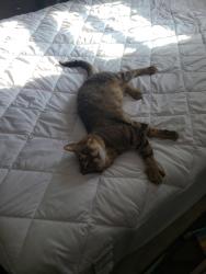Lost Male Cat last seen Duluth ave,prior lake, Prior Lake, MN 55372
