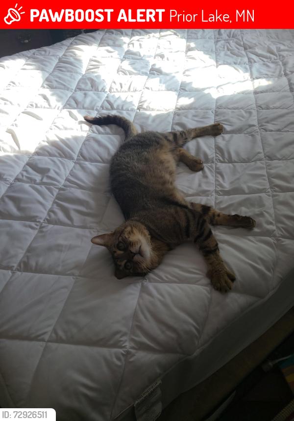 Lost Male Cat last seen Duluth ave,prior lake, Prior Lake, MN 55372