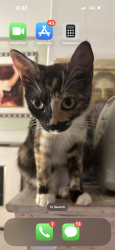 Lost Female Cat last seen Near haiku road, Haiku-Pauwela, HI 96708