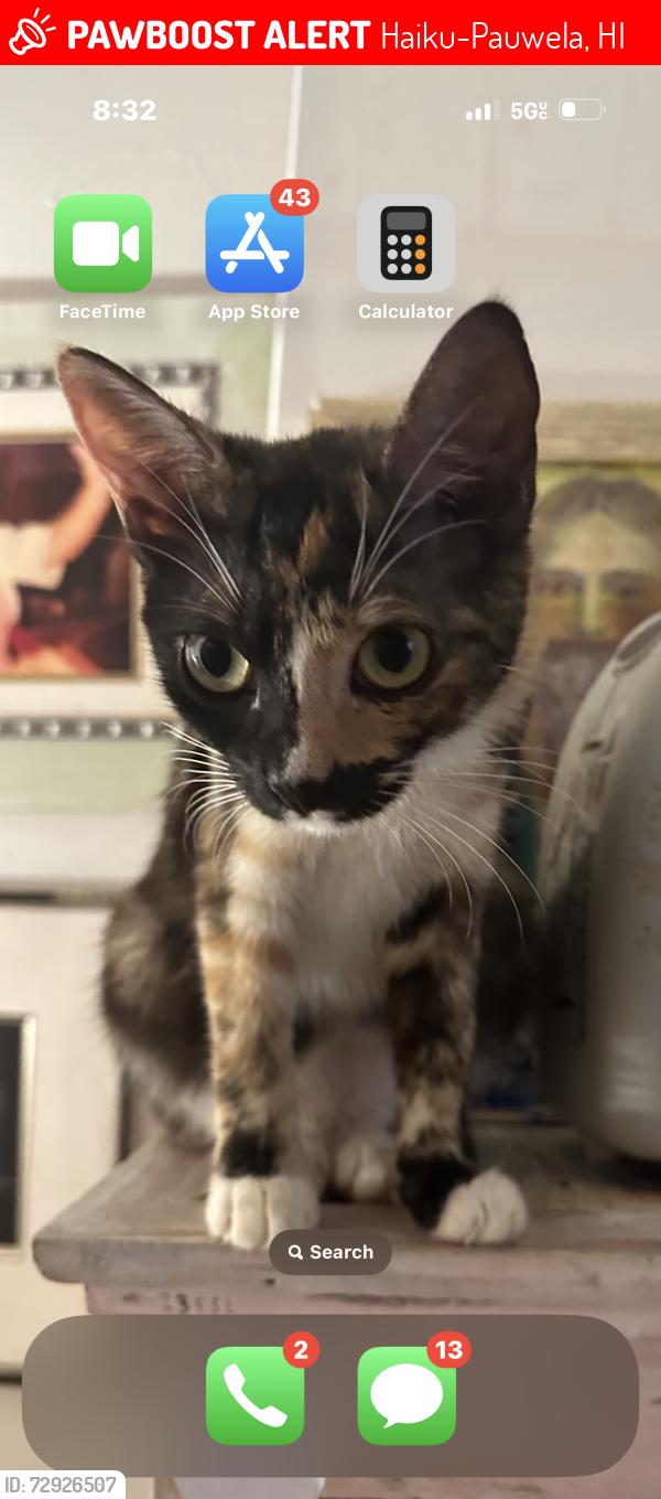 Lost Female Cat last seen Near haiku road, Haiku-Pauwela, HI 96708