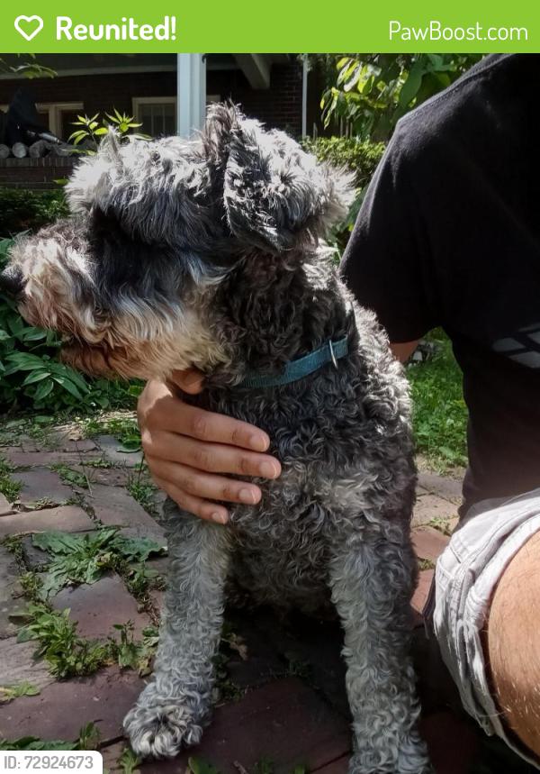 Reunited Male Dog last seen Race and Oregon, Urbana, IL 61801