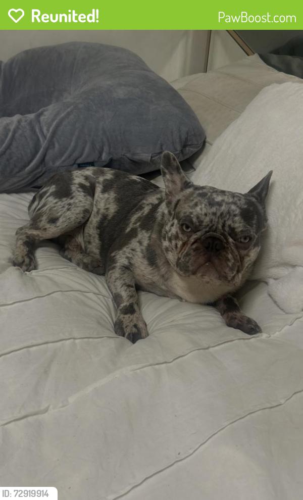 Reunited Male Dog last seen boomerang dr, Bakersfield, CA 93304