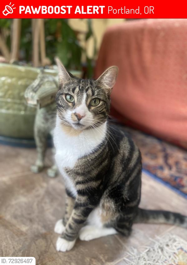 Lost Male Cat last seen SW Evans St and 48th Ave , Portland, OR 97219