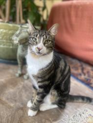 Lost Male Cat last seen SW Evans St and 48th Ave , Portland, OR 97219