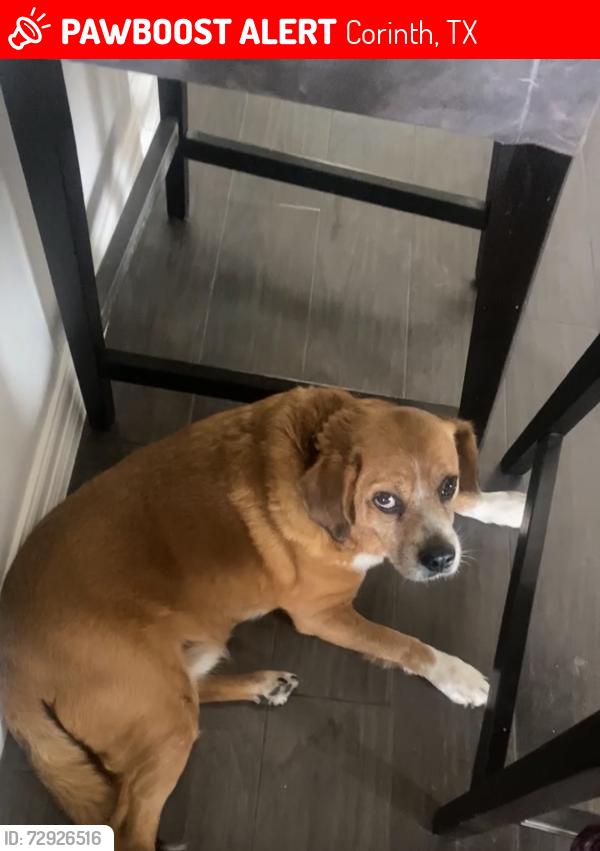 Lost Male Dog last seen Attaway cove / shady shore Ed , Corinth, TX 76208
