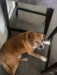 Lost Male Dog last seen Attaway cove / shady shore Ed , Corinth, TX 76208