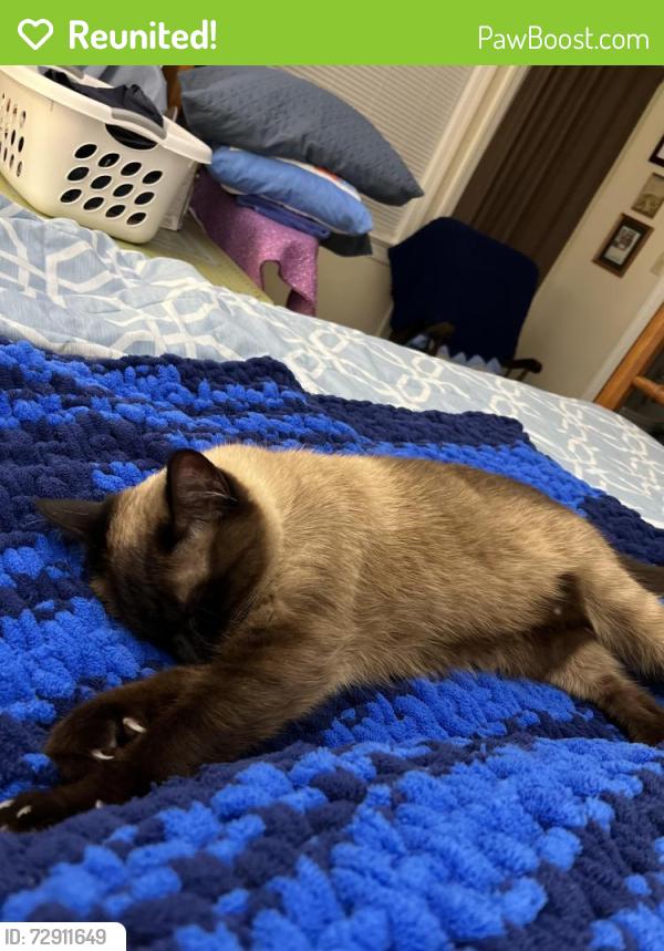 Reunited Male Cat last seen Eagle Point and Shoreline Drive, Hampton, VA 23669
