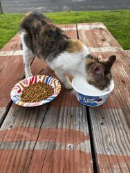 Found/Stray Female Cat last seen Southside Dr, near the little creek, Bryan, TX 77803