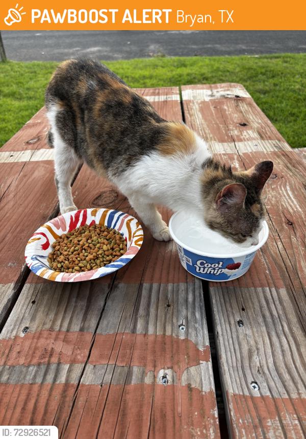 Found/Stray Female Cat last seen Southside Dr, near the little creek, Bryan, TX 77803